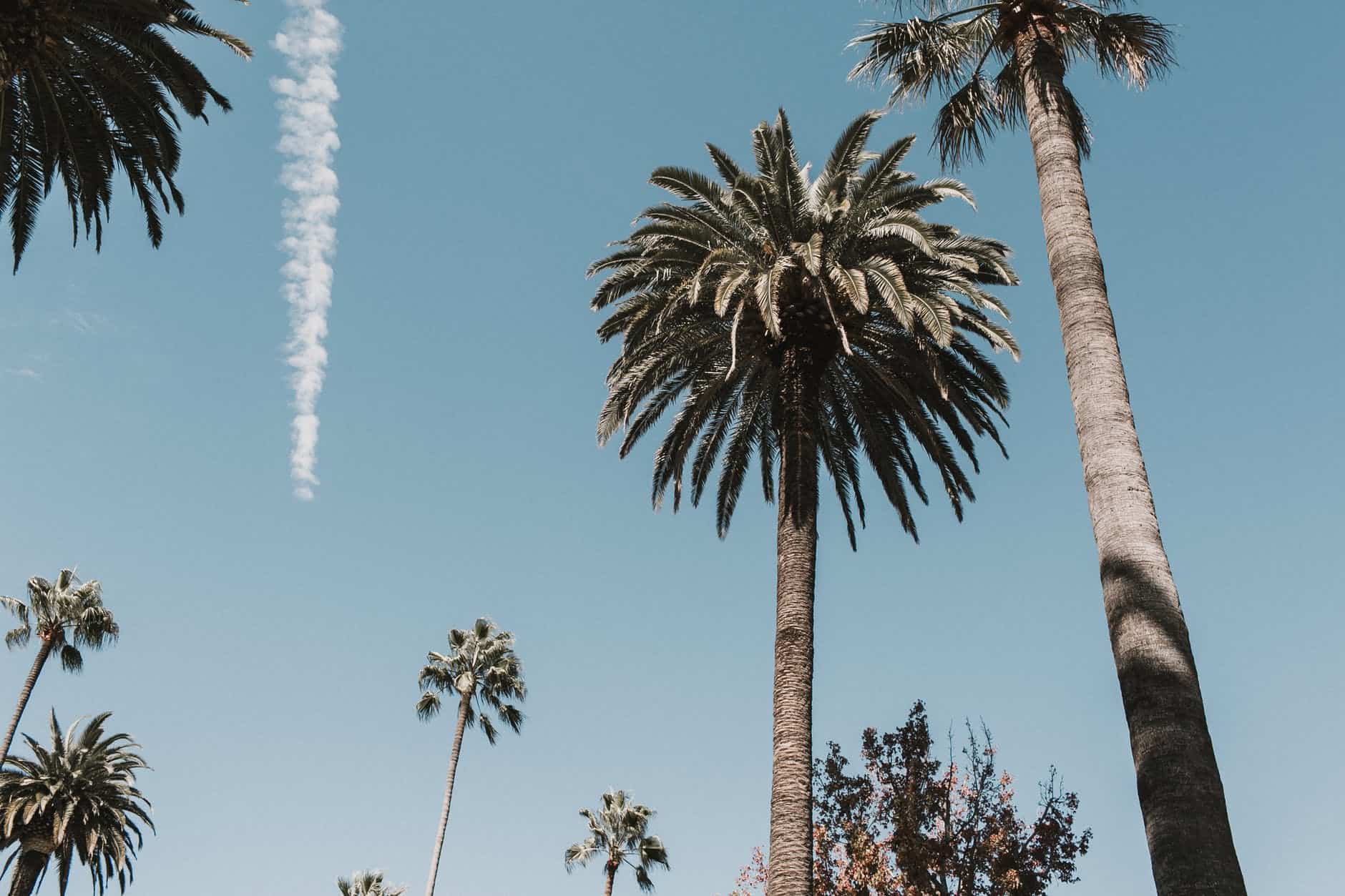 green palm trees under blue sky