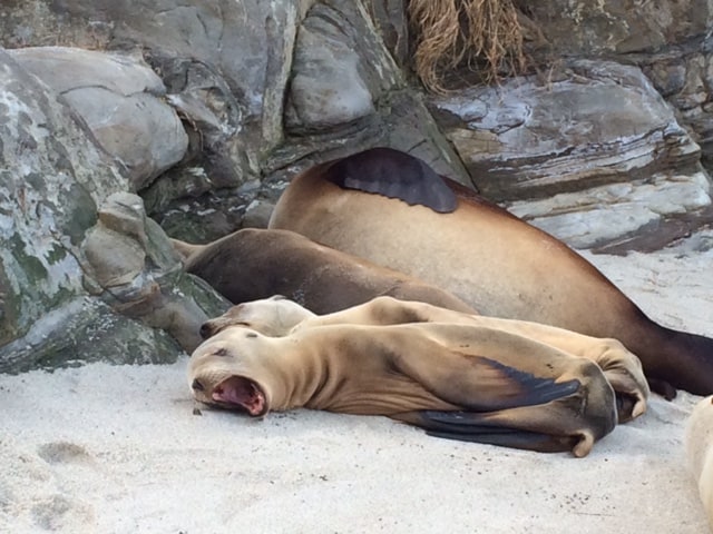 Maxi skirts and seals