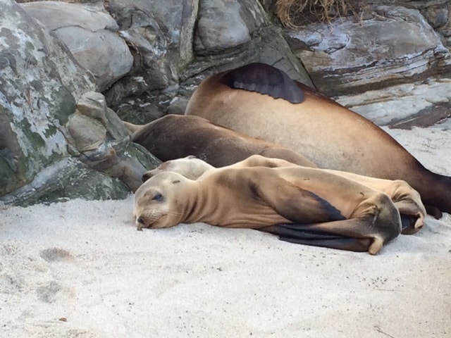 Maxi skirts and seals