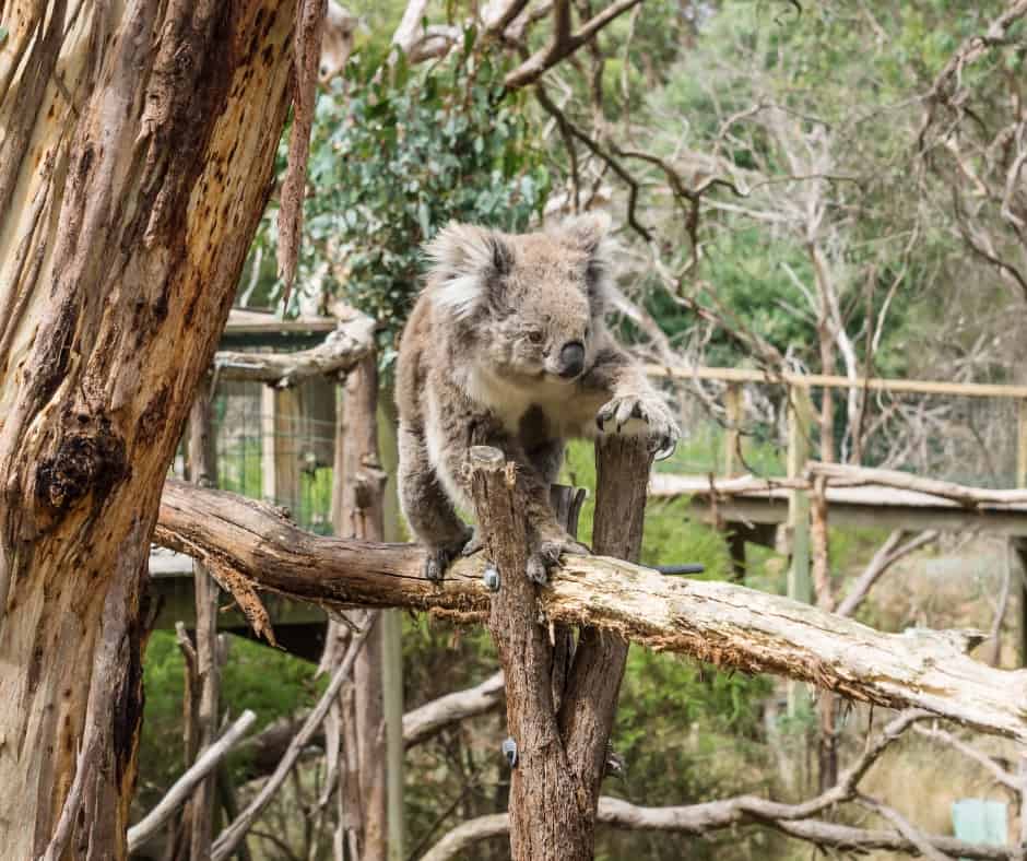 Koala Conservation Centre Phillip Island 