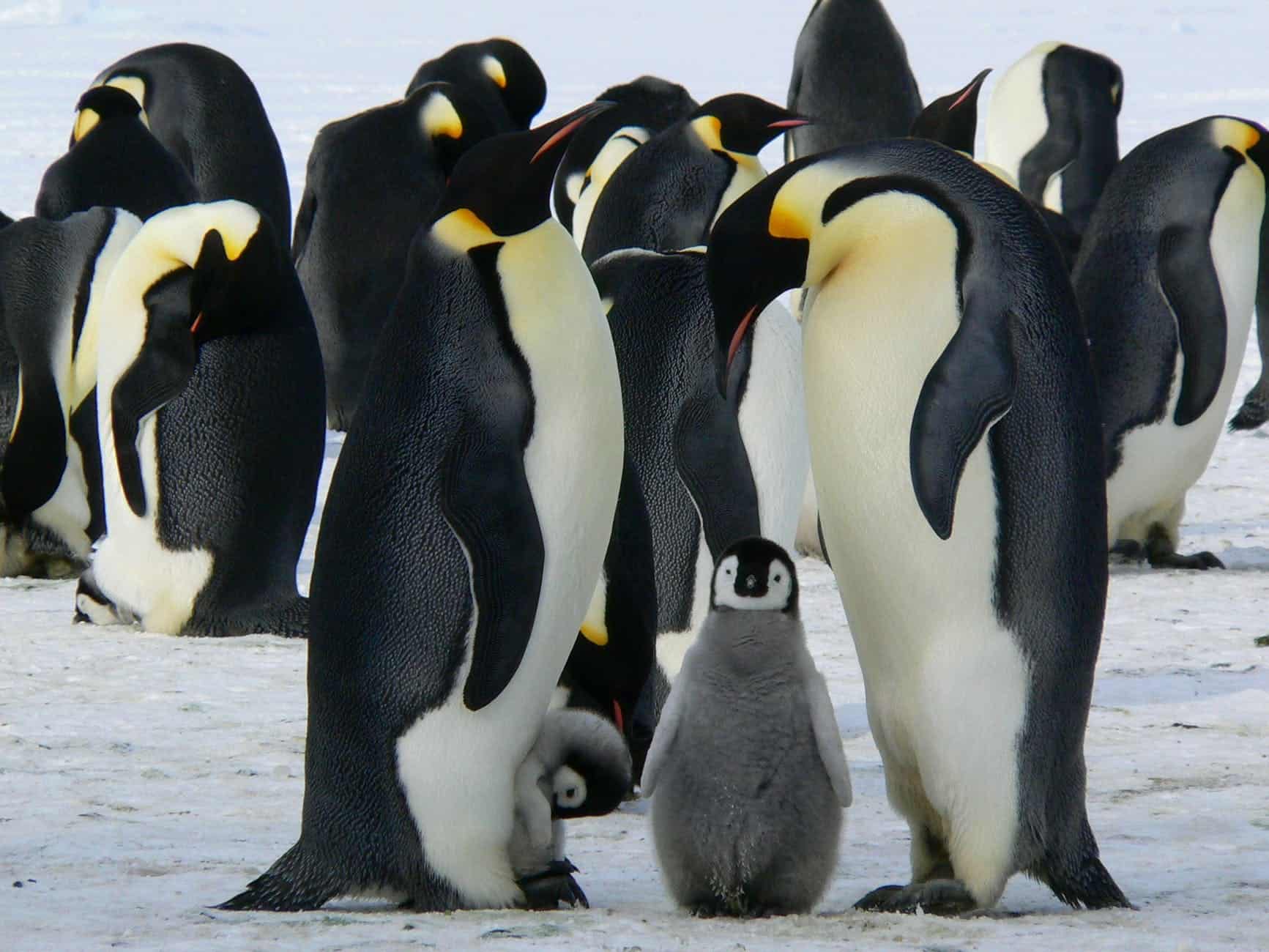 nature cute penguins