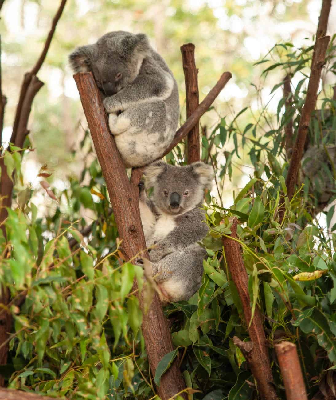 koala bears on tree branches