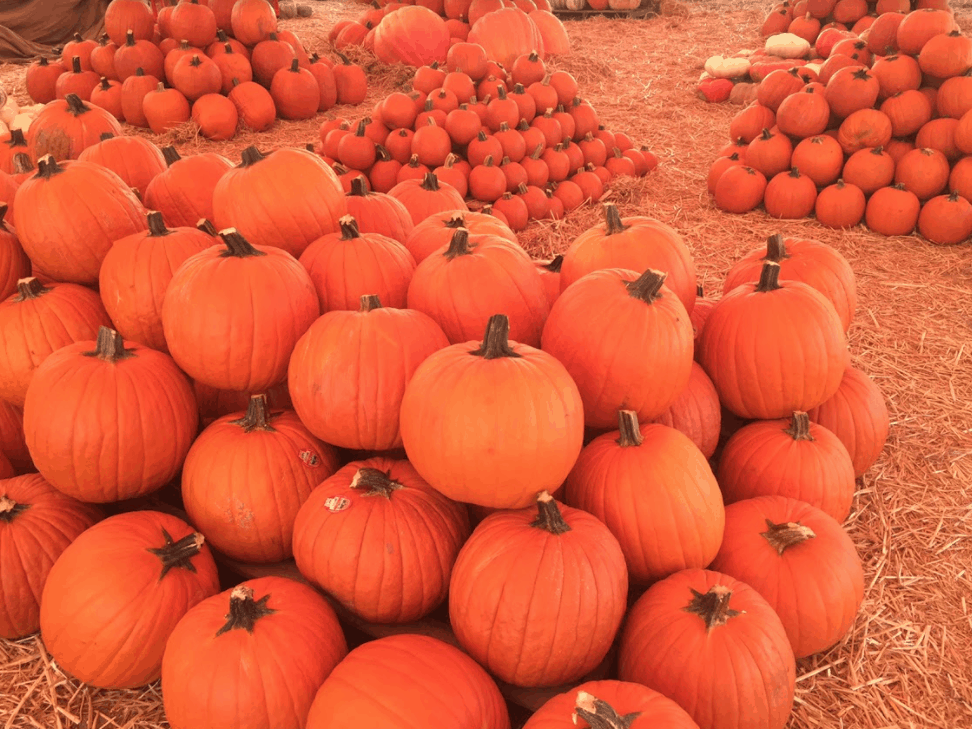 Pumpkin patch 