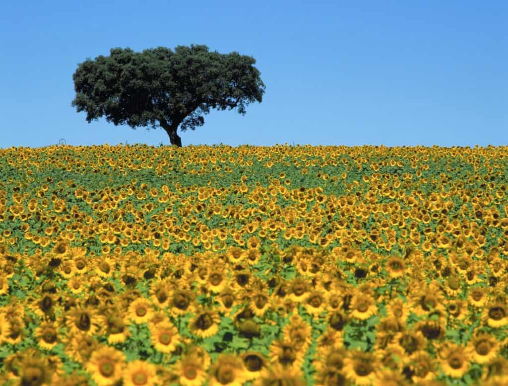 Alentejo Sunflowers 