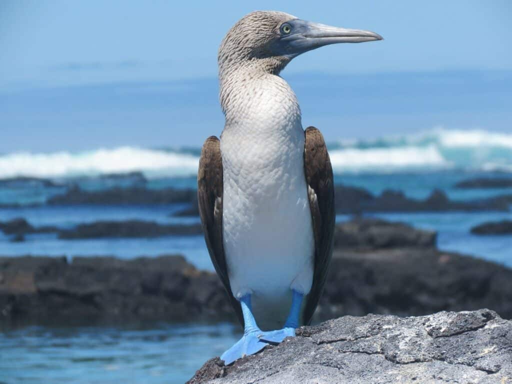 Galapagos Glamping 