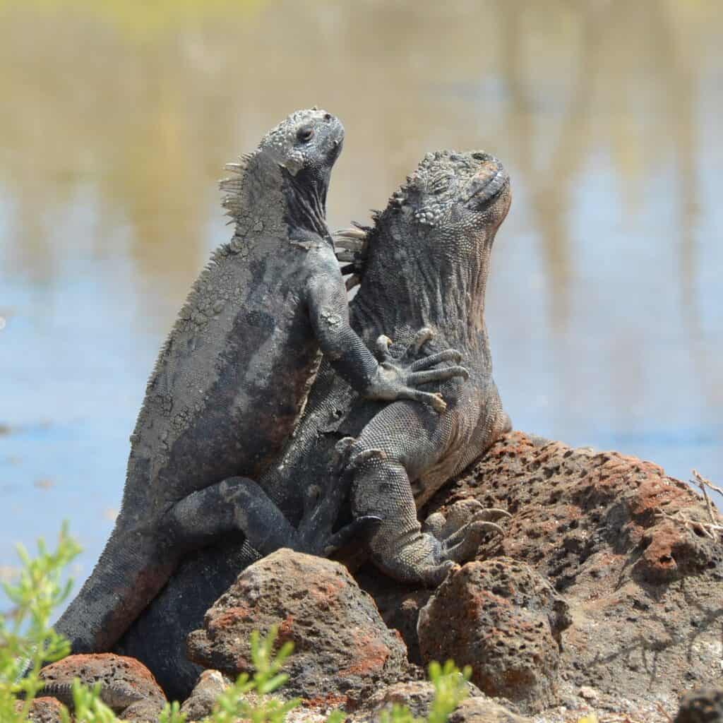 Galapagos Glamping 