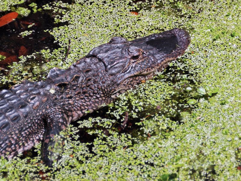 Alligator at Magnolia Gardens Charleston