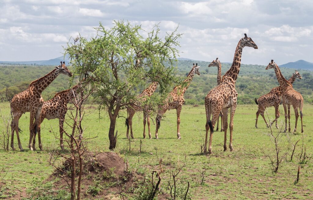 Accommodation, Adventure, and Nature in Tanzania.