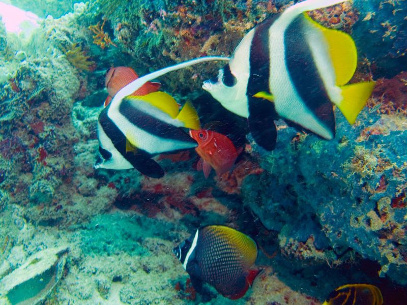 Great Barrier Reef