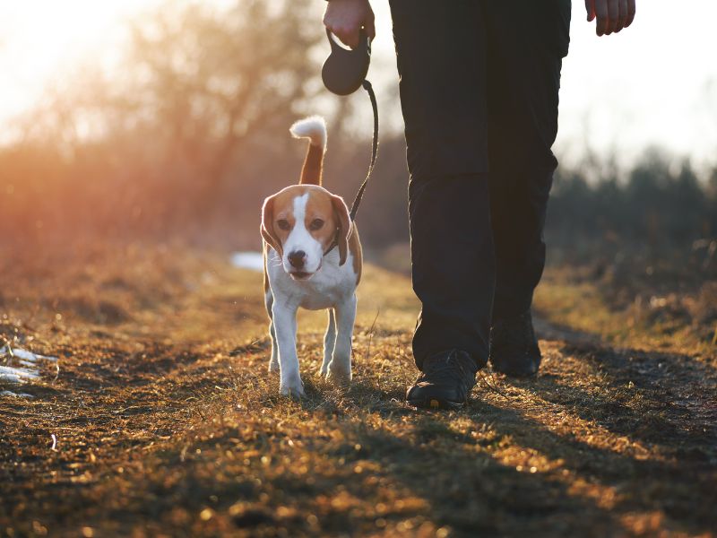 walking dog