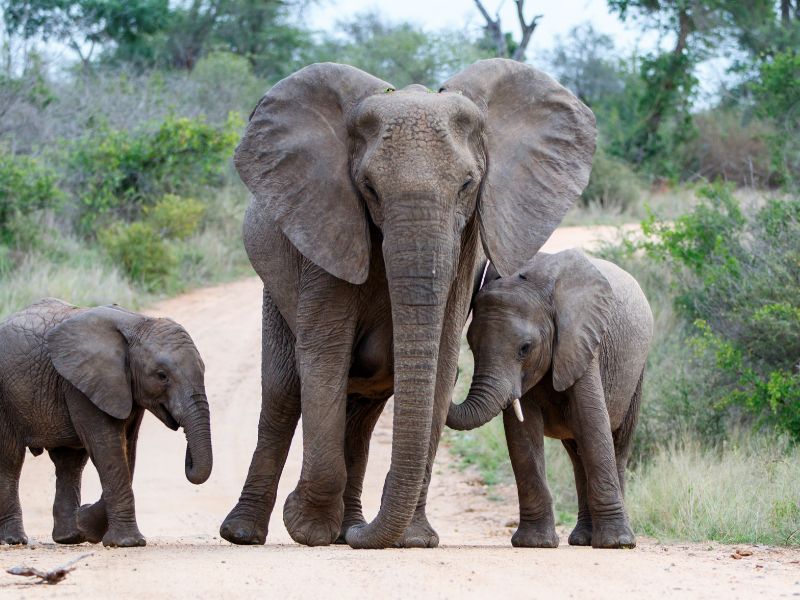 African Safari