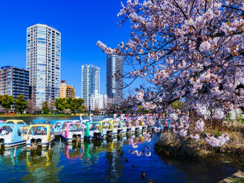 Spring in Ueno Park