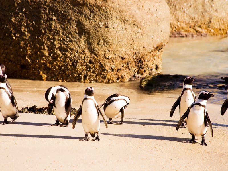 Boulders Beach penguins