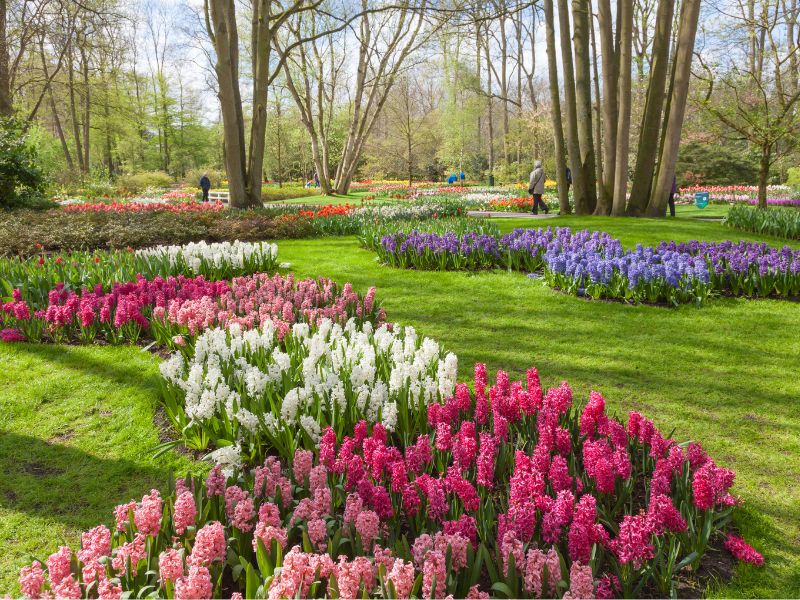 Keukenhof Gardens