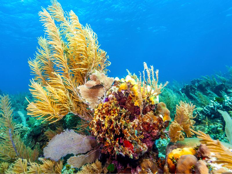 Coral reef Roatan