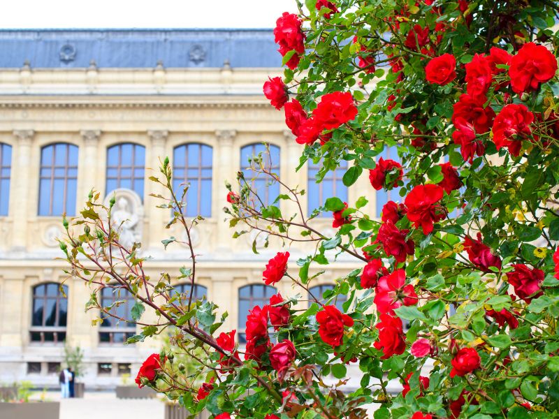 Where to go in Paris to escape the Olympics: ten hidden gems and tranquil retreats