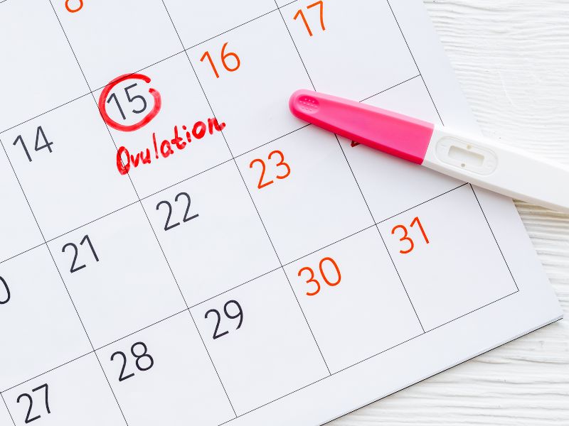 Ovulation Calendar 