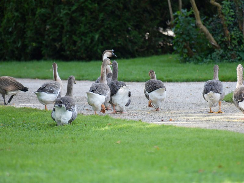 La basse cours