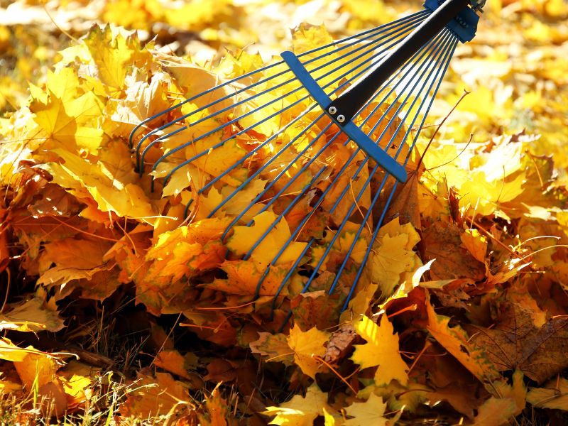 Raking Leaves