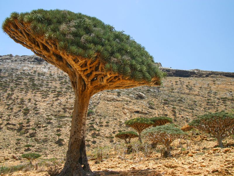 Dragon Blood Tree Socotra 