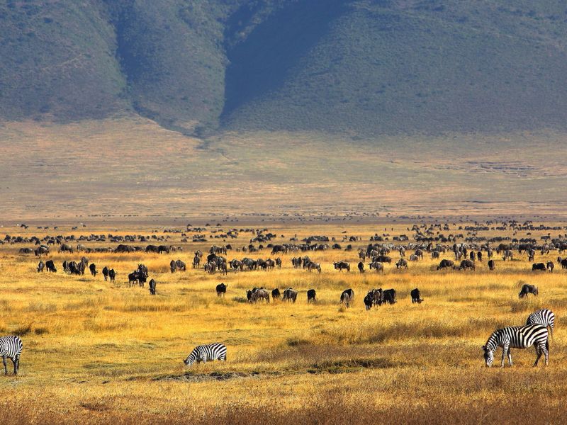 A Safari Journey Through Tanzania's Unmatched Beauty