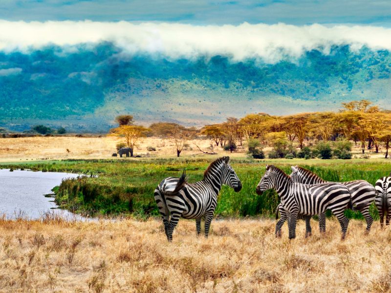 A Safari Journey Through Tanzania's Unmatched Beauty