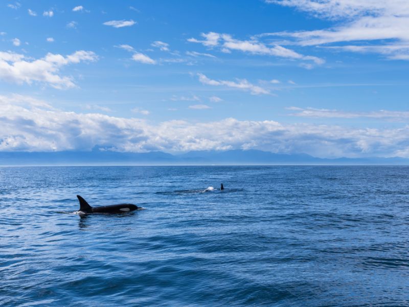 Orca off San Juan Islands