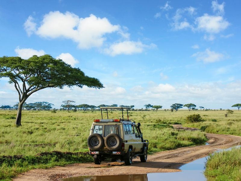  A Safari Journey Through Tanzania's Unmatched Beauty.