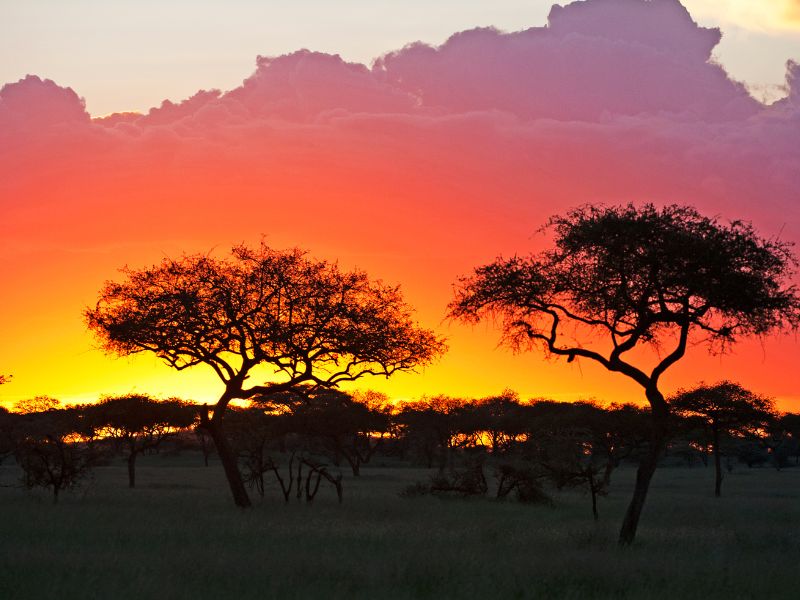 A Safari Journey Through Tanzania's Unmatched Beauty