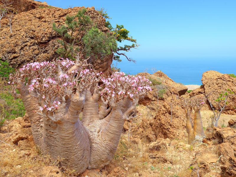 Socotra Island 