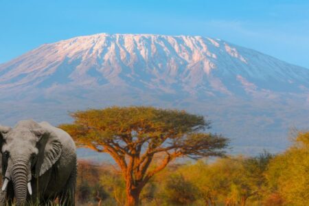 A Safari Journey Through Tanzania's Unmatched Beauty.