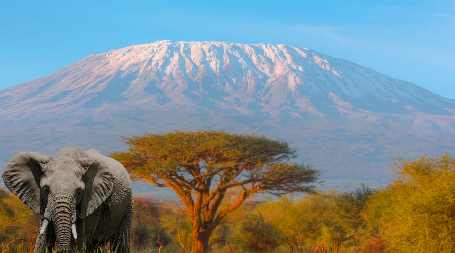 A Safari Journey Through Tanzania's Unmatched Beauty.