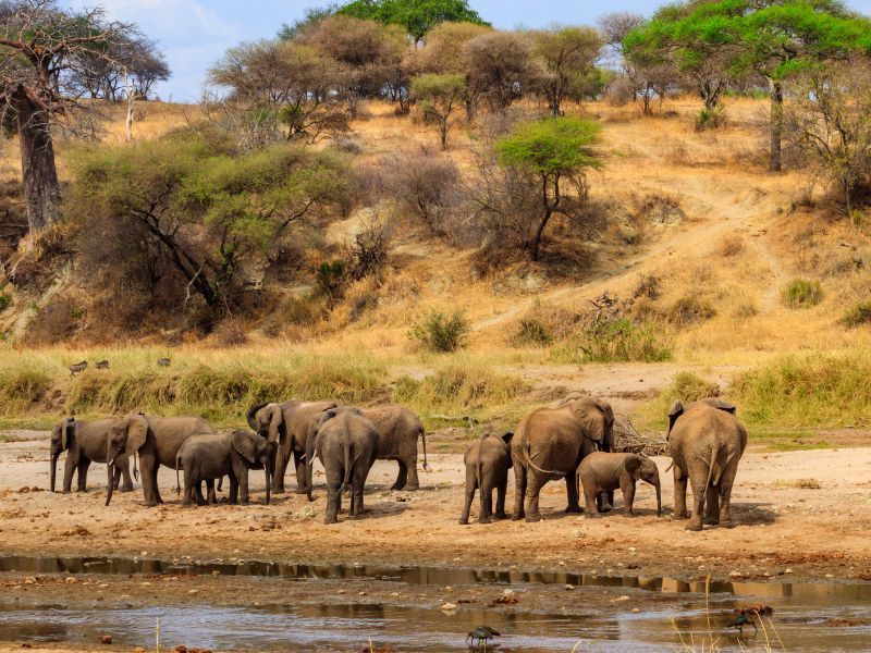 A Safari Journey Through Tanzania's Unmatched Beauty