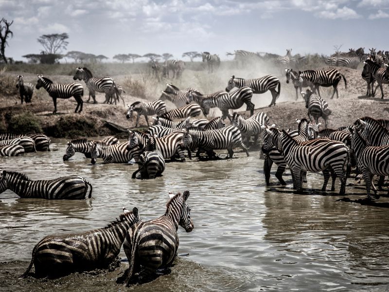 A Safari Journey Through Tanzania's Unmatched Beauty