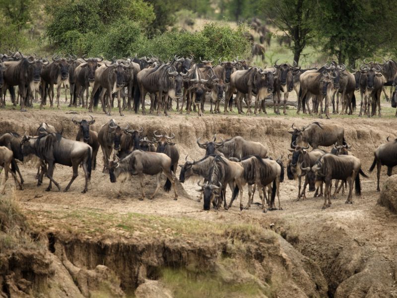 A Safari Journey Through Tanzania's Unmatched Beauty