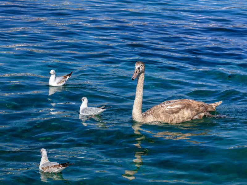 Birds on lake 