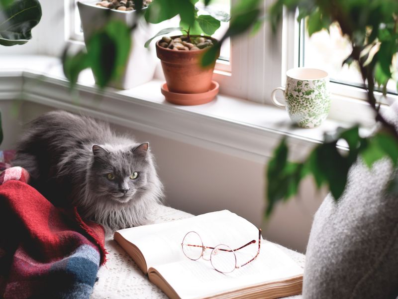 Cozy reading nook