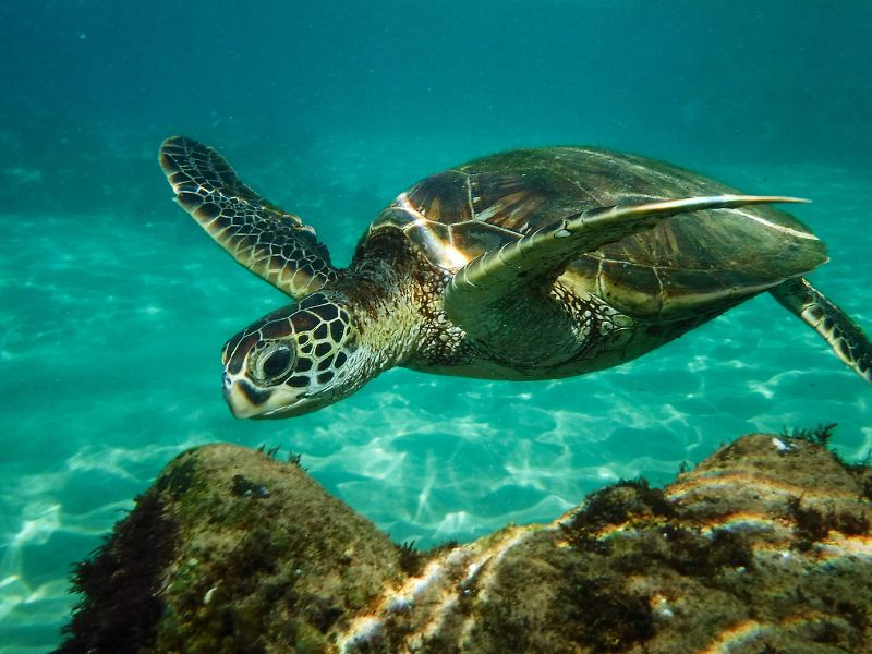 Sea turtle