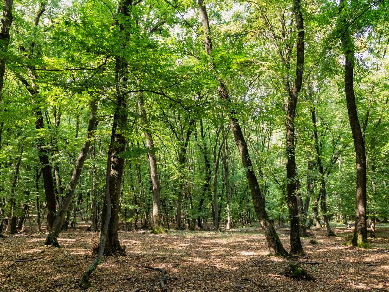 Hoia-Baciu Forest