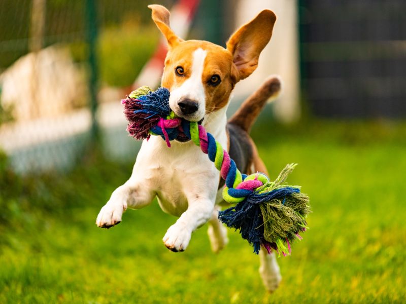 Essential Pet Care Tips: How to Keep Your Furry Friend Happy and Healthy