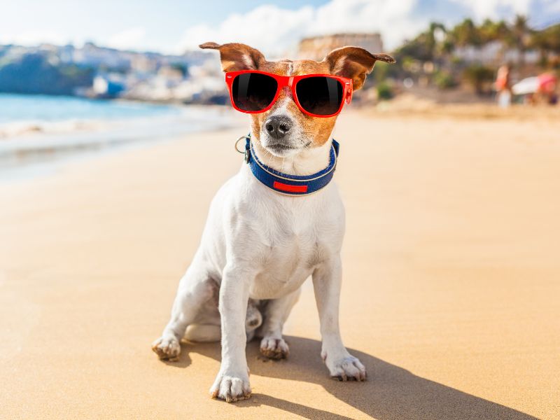 dog on beach