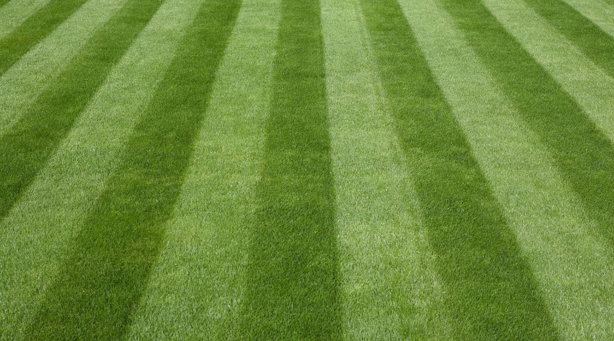 Healthy mowed lawn