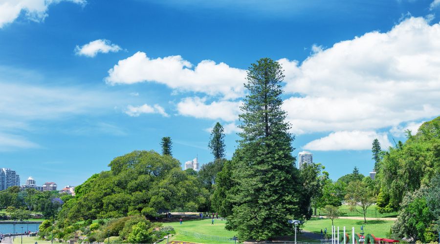 Royal Botanical Gardens, Sydney